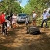 A group of people and a dog stand on a dirt road in a wooded area during their Galapagos tour, watching a large tortoise cross the path. Two vehicles are parked in the background.