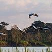 Several large birds are flying low over a body of water in the Pantanal, with green vegetation and trees in the background under a partly cloudy sky, capturing a truly memorable time in nature.