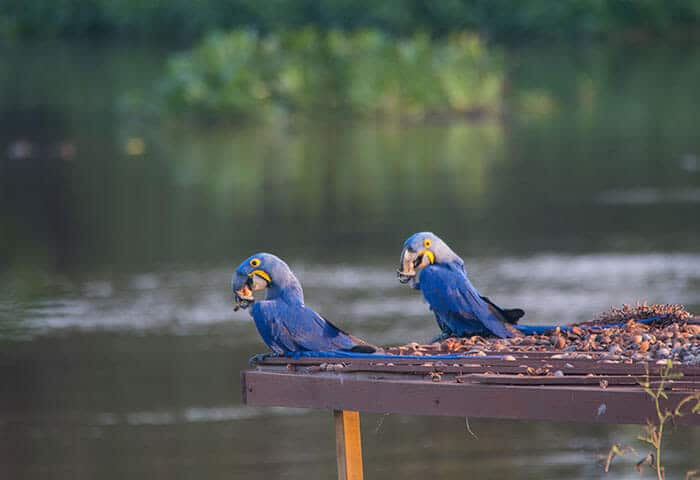 Two blue parrots with yellow accents, possibly hyacinth macaws, sit on a wooden platform eating nuts—an authentic South America travel moment—set against a calm, blurred lake and lush green vegetation in the background.