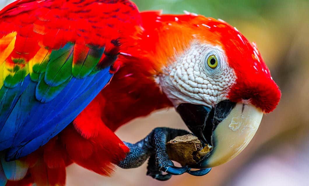 A close-up of a colorful parrot at Juma Amazon Lodge, primarily red with blue and yellow feathers, holding a piece of nut in its claw and biting it with its large, curved beak.
