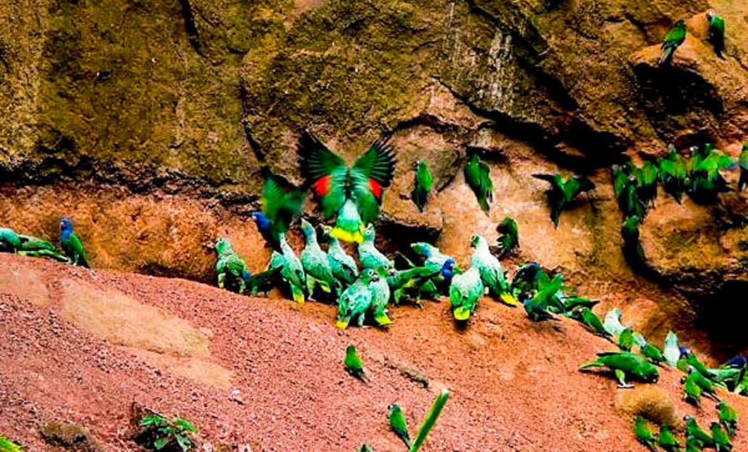 A large group of green parrots gather on a reddish clay cliff in the Amazon rainforest, some pecking at the soil while others fly or perch around the rocky surface. The background is a natural earth wall.