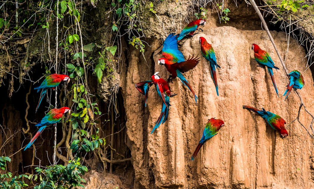 A group of colorful macaws with red, blue, and green feathers cling to the side of a clay cliff in the Amazon rainforest near Inotawa Lodge, surrounded by lush green foliage.