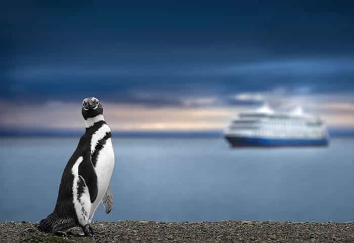 A penguin stands on a rocky shore with its back to the camera, gazing at a large, blurry cruise ship—a classic scene from Antarctica tourism—under a cloudy sky at sunset.