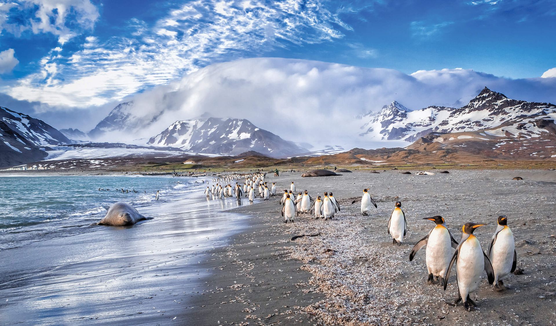 A group of penguins walks along a rocky shore in Antarctica, with snowy mountains in the background and waves gently crashing on the beach—a perfect scene for any Antarctica overview.