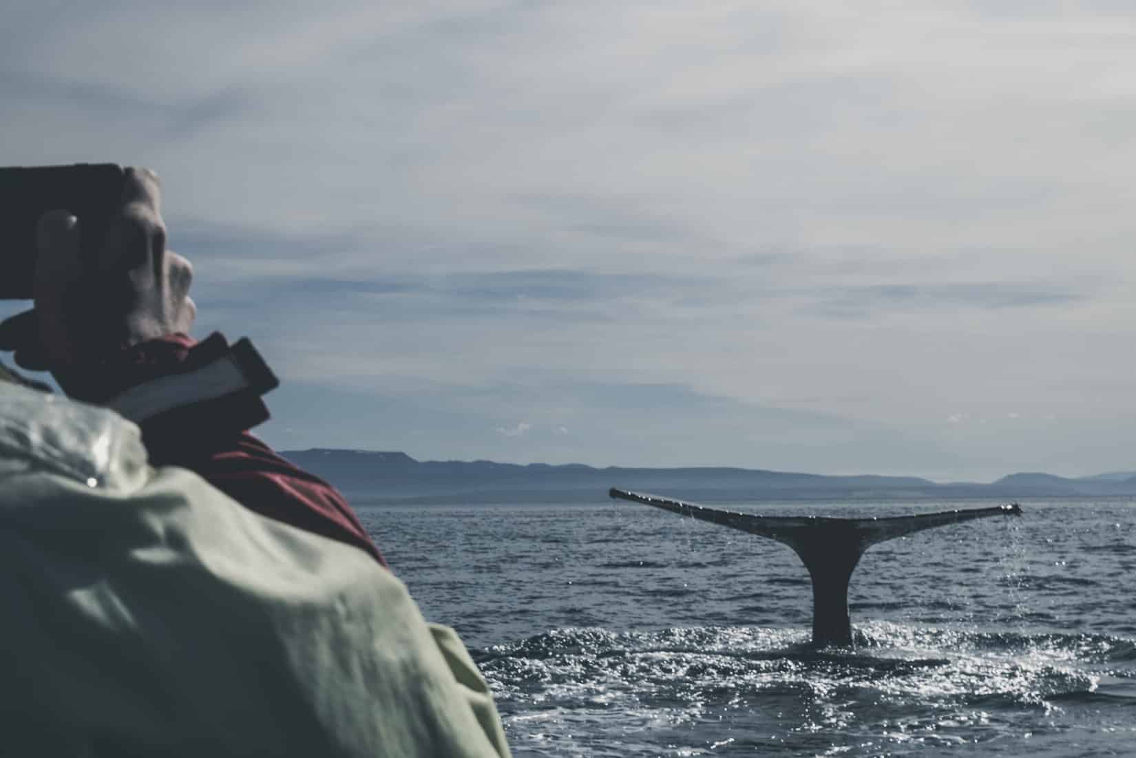 Southern right whale off Península Valdés near Puerto Madryn, Patagonia