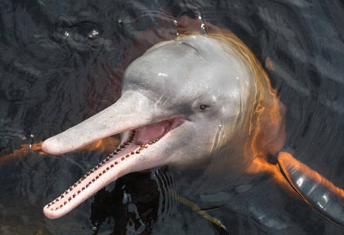 A pink river dolphin with a long, narrow snout and visible teeth emerges from the dark water in the Amazon Rainforest, partially submerged and looking upward with its mouth open—a must-see during Amazon travel.