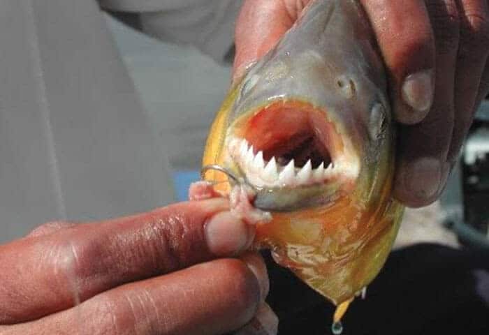 A person holds a fish with sharp, pointed teeth and an open mouth, exposing a fishing hook caught on its lower lip.