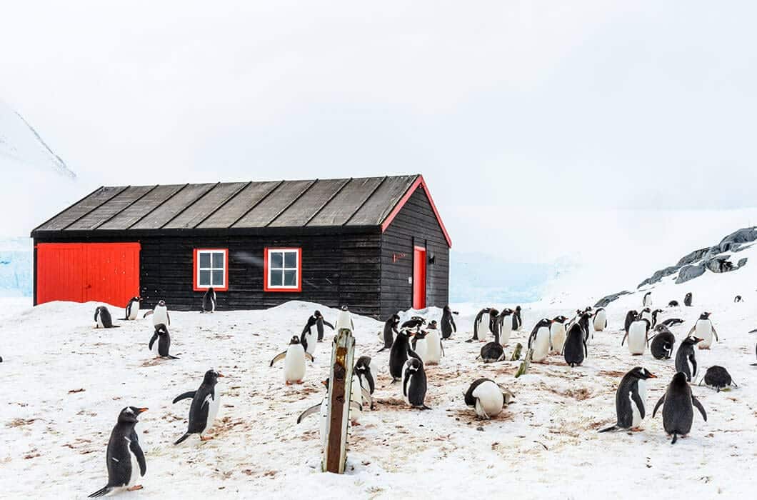 A group of penguins stands and waddles on snowy ground near a black wooden building with red doors, set against an icy landscape—one of the charming Antarctica attractions to witness during your visit.