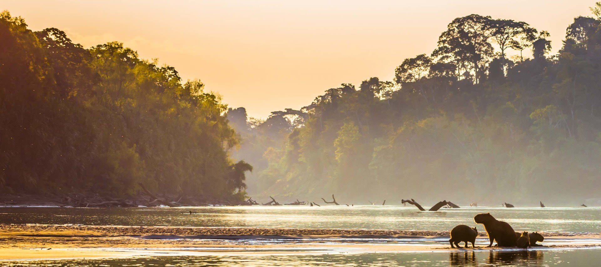 Three capybaras stand at the edge of a calm river at sunrise, with misty water and dense South America rainforest trees in the background under a golden sky—an idyllic scene for unforgettable nature tours.
