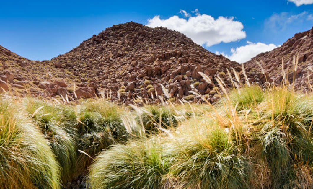 Desert landscape with rocky hills in the background and tall, green grasses in the foreground under a bright blue sky with scattered white clouds near Cumbres Atacama Hotel & Spa.