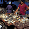 A person in a red striped shirt and dark hat stands behind a market stall displaying a variety of fresh fish and seafood, having a great time while another person and more market goods are visible in the background.