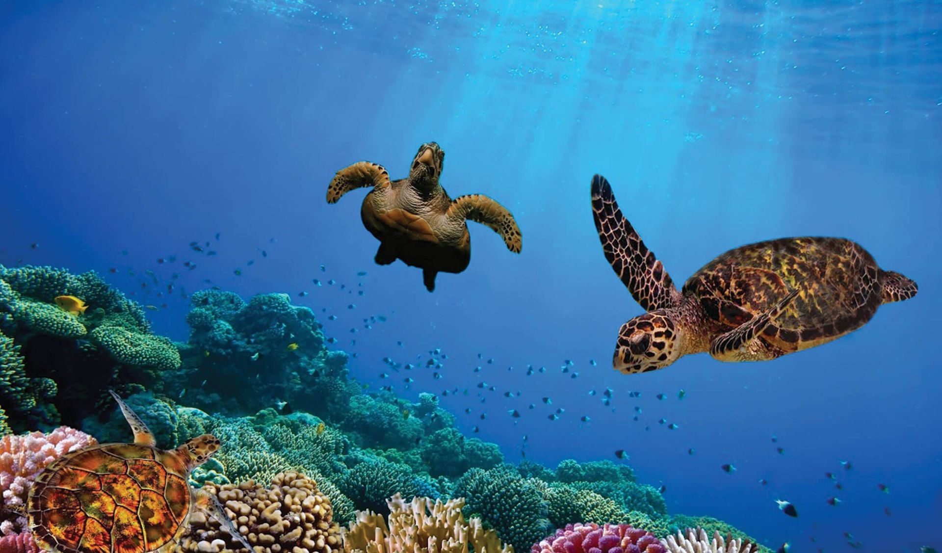 Three sea turtles swim above a vibrant coral reef surrounded by small fish in the clear blue waters of the Galapagos Islands, with sunlight streaming down from above—a dream scene for travel enthusiasts.