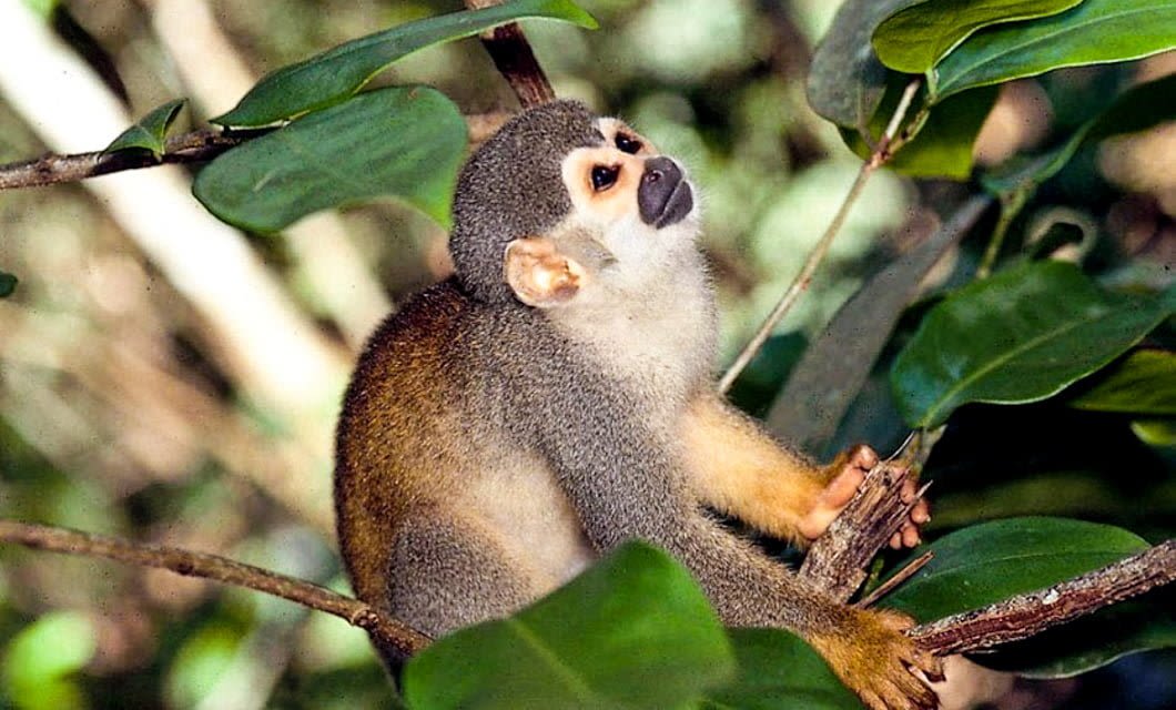 A small squirrel monkey with gray fur, a white face, and yellow limbs sits on a tree branch surrounded by green leaves in the jungle near an Amazon Lodge.