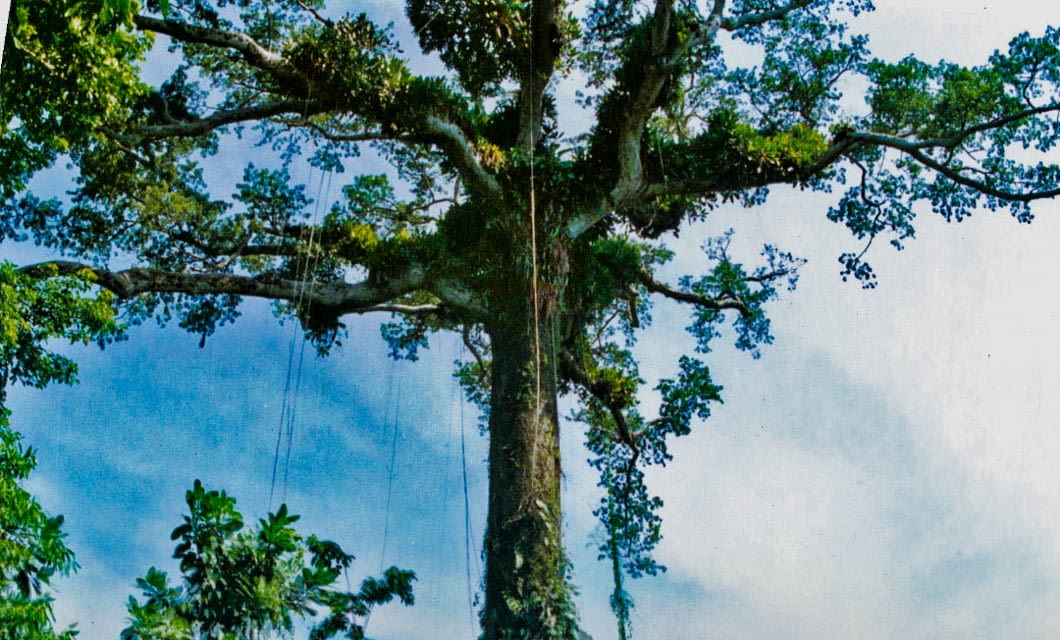 A tall, broad tree with a thick trunk and spreading branches covered in green leaves and vines stands against a blue sky with scattered clouds, reminiscent of the lush landscapes surrounding Ceiba Tops Lodge.