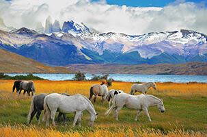 A group of horses grazes on a grassy field near a lake, with snow-capped mountains and an amazing partly cloudy sky in the background.