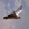 A large bird with dark wings and a lighter underside soars in the sky, mountains blurred in the background—offering a tranquil scene reminiscent of seamless travel assistance and attentive customer care on your journey.