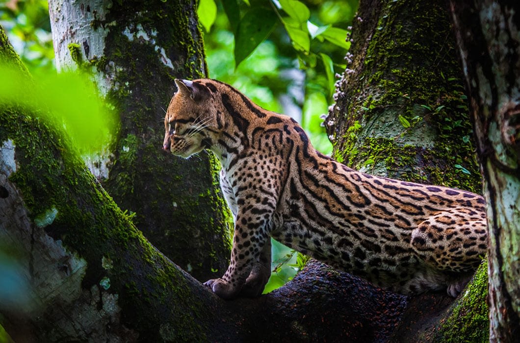 A wild ocelot with spotted and striped fur stands on a mossy tree branch in a lush, green forest—one of the many wonders you might spot during Brazil travel while exploring top Brazil attractions.
