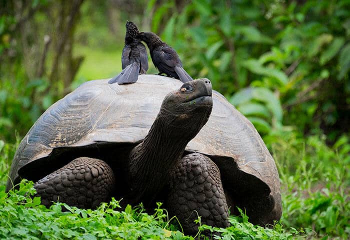 A large tortoise rests on green grass as two small black birds perch on its shell, surrounded by lush vegetation—a unique scene you might encounter while exploring South America attractions.