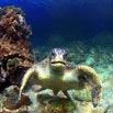 A sea turtle swims underwater near a rocky coral reef in South America, extending its flippers and facing the camera, with clear blue water in the background—a perfect travel moment.
