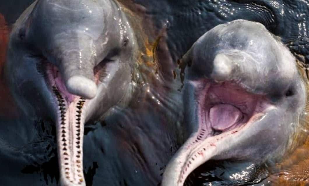 Two Amazon river dolphins, or pink dolphins, swim near the water’s surface with mouths open, showing teeth and long, curved snouts. Their light grayish-pink skin glows against the backdrop of Mirante do Gavião Amazon Lodge accommodation.