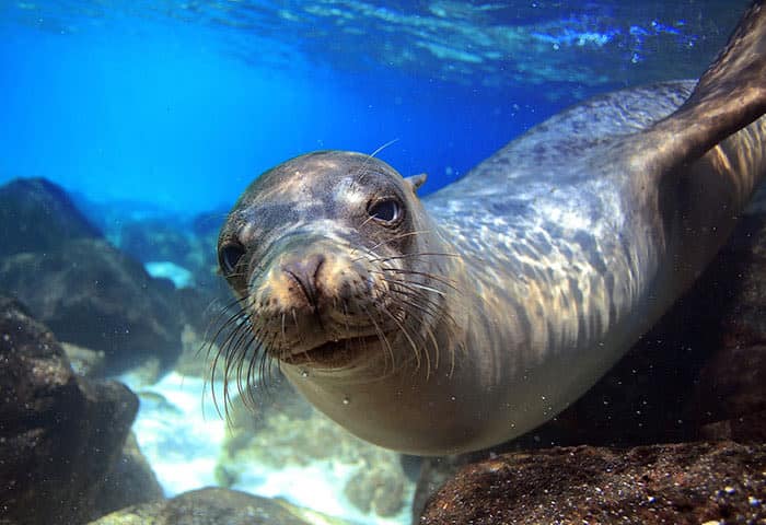 A close-up of a seal swimming underwater among rocks in the Galapagos Islands, with its face and whiskers in focus and clear blue water in the background—a must-see sight among Galapagos activities.
