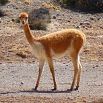 A fabulous vicuña with light brown and white fur stands on rocky ground in a dry, open landscape with sparse vegetation, capturing an amazing moment in time.
