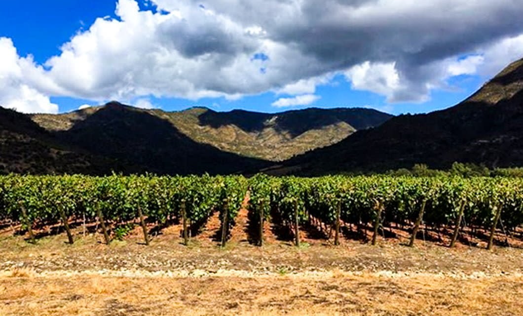 Rows of grapevines grow in a vineyard under a partly cloudy sky at Viña Vik Hotel, with mountains rising in the background and patches of sunlight and shadow on the landscape.
