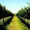 Rows of grapevines in a vineyard under a clear blue sky, with a grassy path running between the vines—a life time dream for many, especially in the heart of South America.