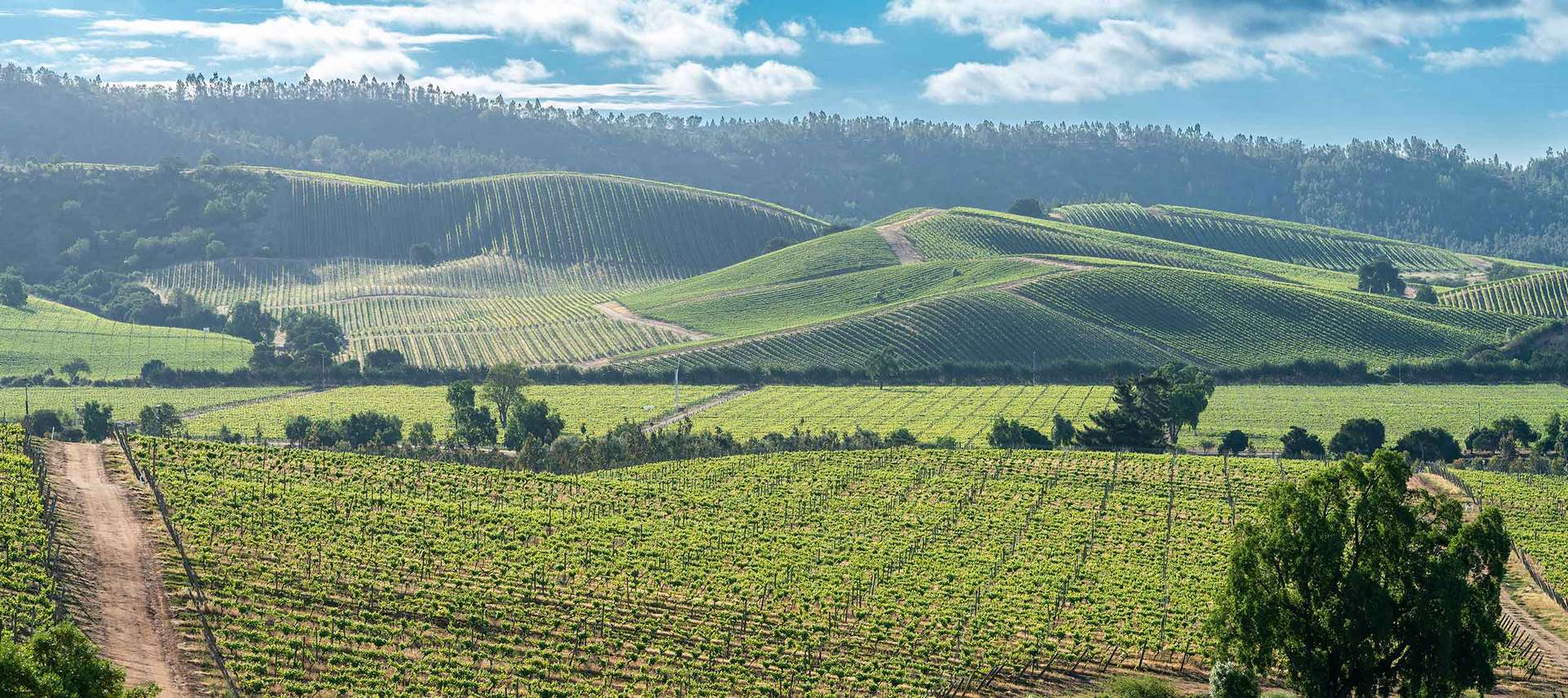 Rolling green vineyards stretch across hills under a partly cloudy sky, with rows of grapevines and dirt paths inviting you to explore the scenic beauty of Chile Wine Tours amid distant trees and lush forested hills.