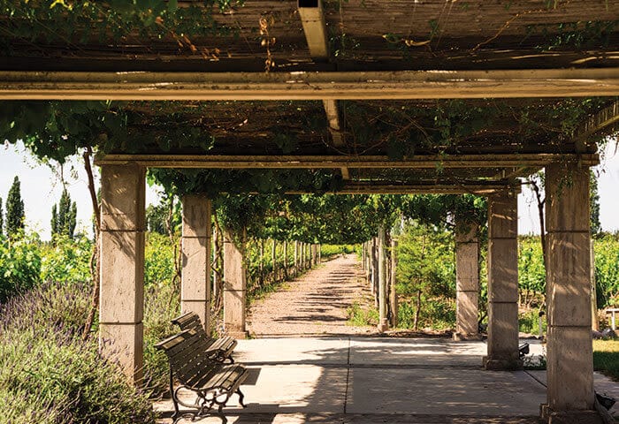 A shaded pergola with wooden benches overlooks a sunlit vineyard path lined with green grapevines—an idyllic spot that showcases the charm of Argentina attractions and invites relaxation amidst lush vegetation.