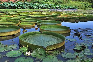 Highlights-of-the-Amazon-Rainforest