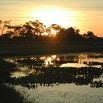 Sunset over a South America wetland with silhouettes of trees and tall grasses reflected in the calm water, casting a warm golden glow across the landscape—a perfect scene for travel enthusiasts.
