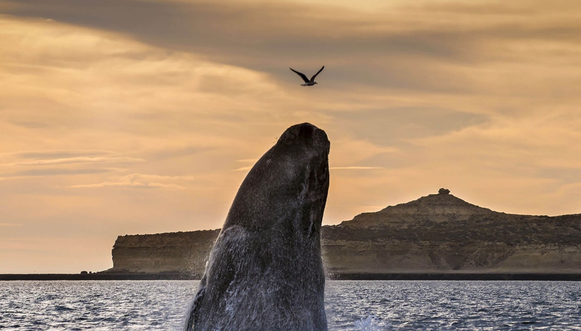 A southern right whale breaches out of the water at sunset near Patagonia, with ocean spray surrounding it and a bird flying above. A rocky coastline and hills are visible in the background under a cloudy sky.