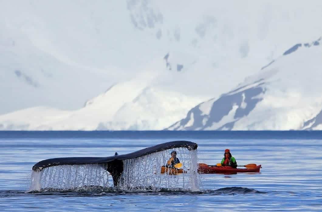Two people in kayaks paddle near a whale’s tail rising from the water, with icy mountains and snow in the background—a breathtaking scene showcasing unforgettable Antarctica activities.