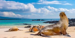 Several sea lions rest on a sandy beach with turquoise water and black rocks, under a partly cloudy sky. One sea lion sits upright in the foreground, while others lie in the background.