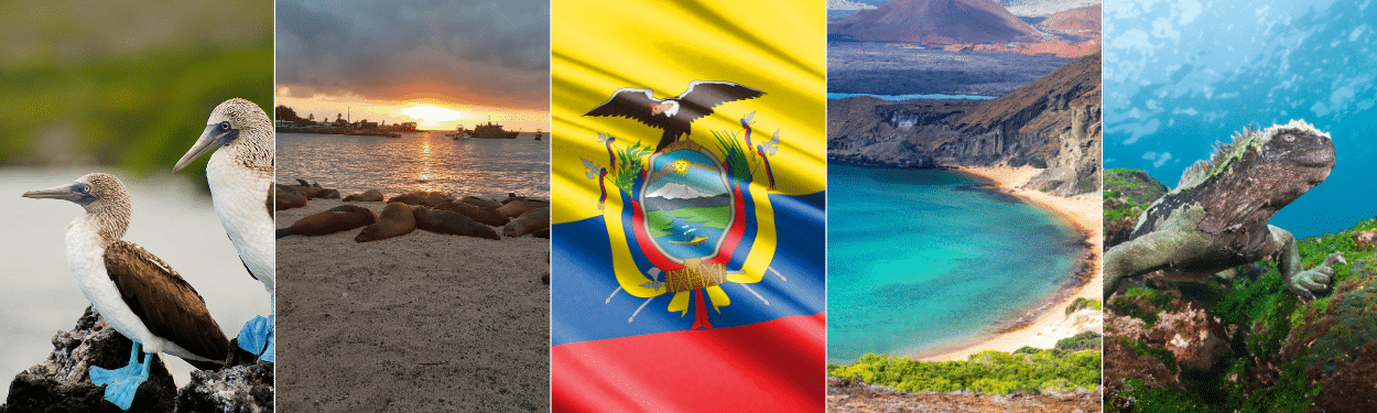 A collage with blue-footed boobies, sea lions on a beach at sunset, the Ecuadorian flag, a turquoise bay with volcanic land, and a marine iguana on rocks.