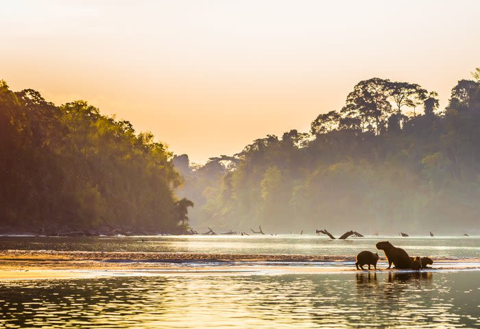 Two capybaras stand near the edge of a river at sunrise or sunset, surrounded by mist and lush trees, as golden light reflects on the water—capturing the serene experiences nature offers.