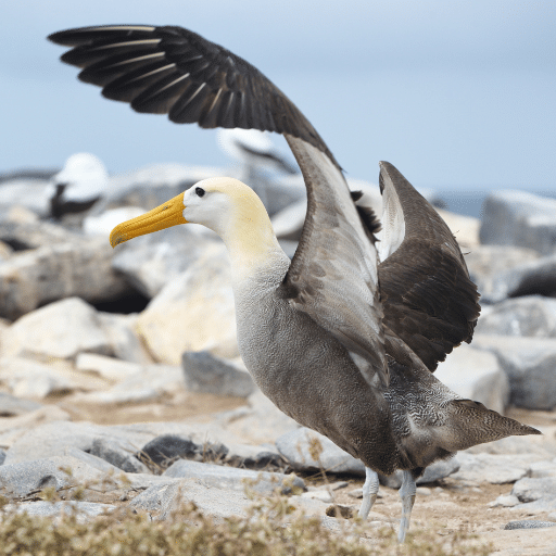 A waved albatross bird in teh galapagos islands flapping its wings.