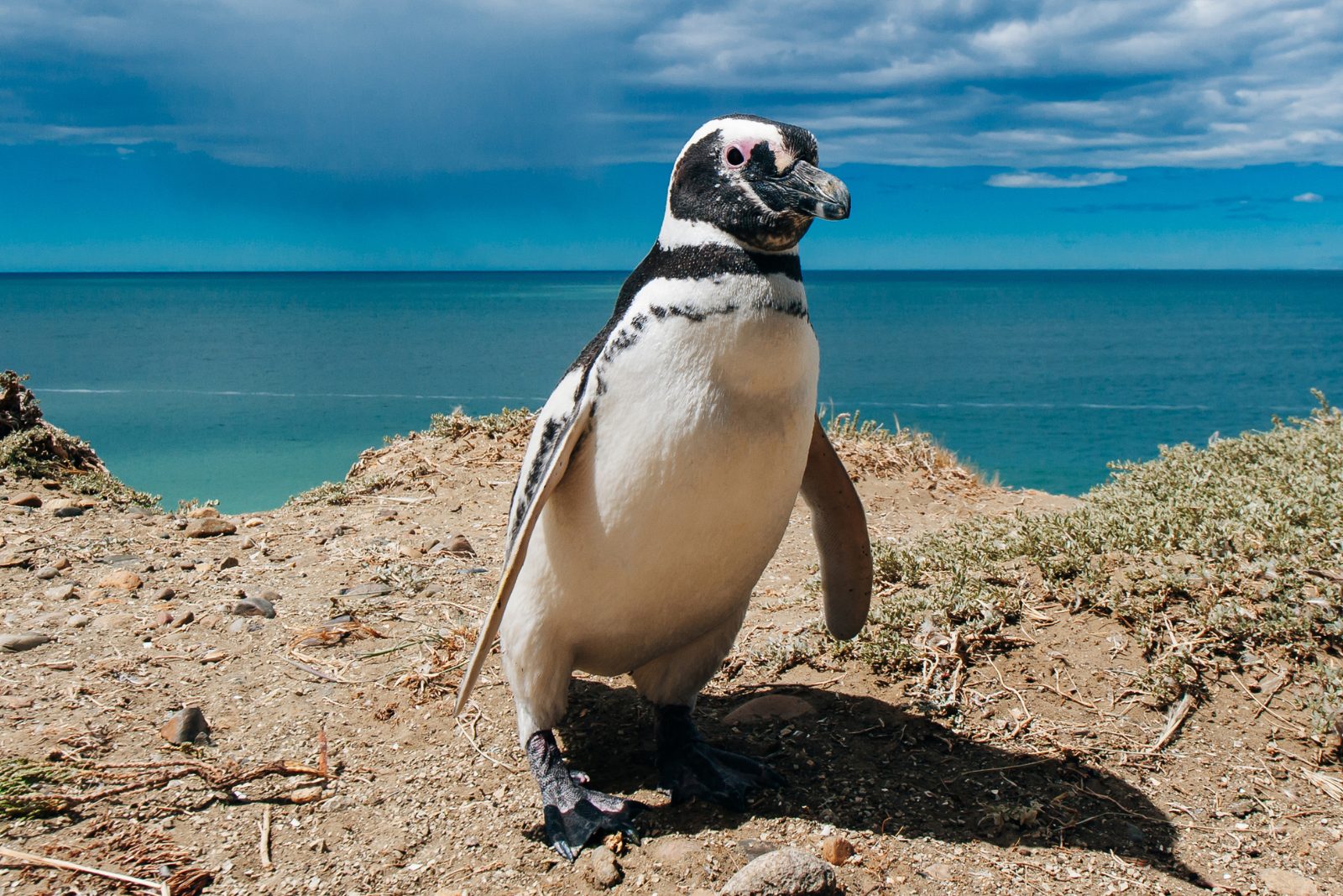 A Magellanic penguin on the coastal scrub above the Atlantic at Península Valdés
