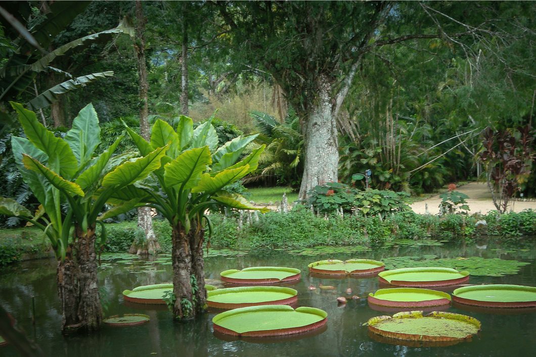 Giant Victoria water lily pads floating on a pond in the Rio de Janeiro Botanical Garden, framed by tropical plants and tall trees.