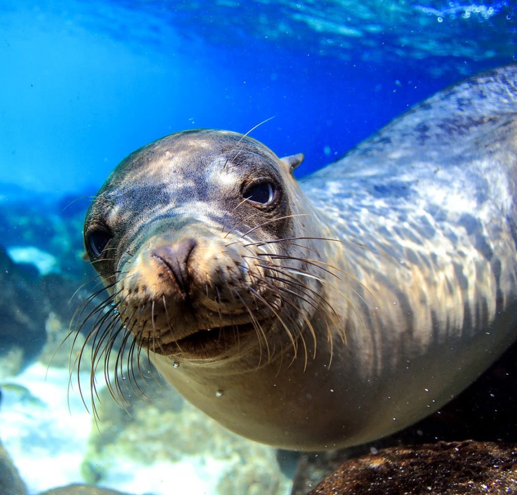 A close-up underwater photo of a curious seal swimming among rocks, as sunlight filters through the clear blue water—a scene as unique and thoughtful as custom planning in any process.
