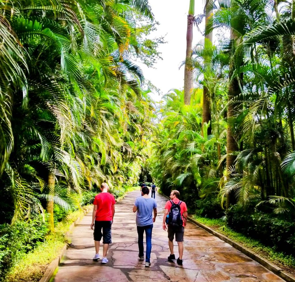 Three people walk along a stone path surrounded by tall, lush palm trees and dense greenery, under bright daylight. The scene feels vibrant and tropical.