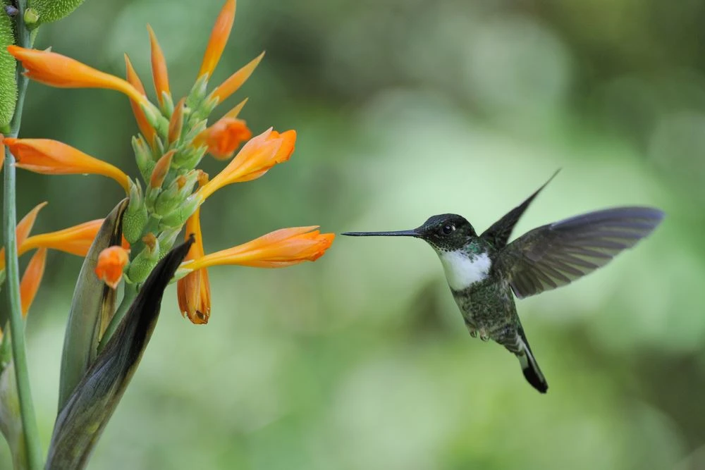 Hummingbird in Peruvian Jungle South America