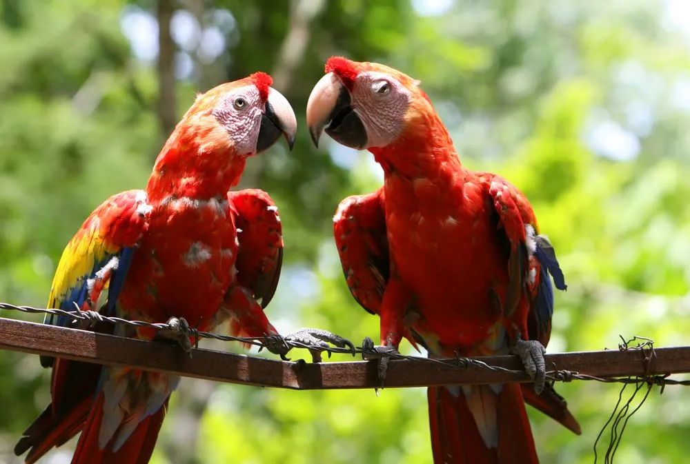 Amazon Tours Scarlet Macaws