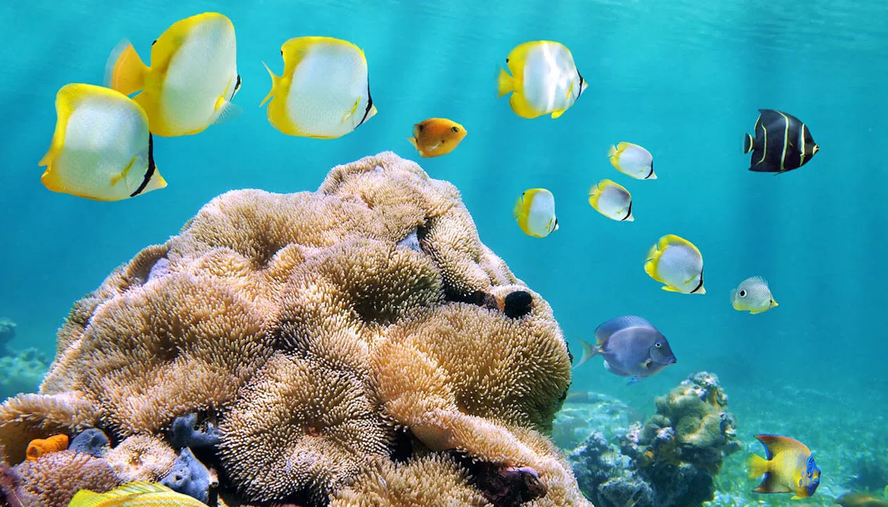 tropical fish caribbean sea