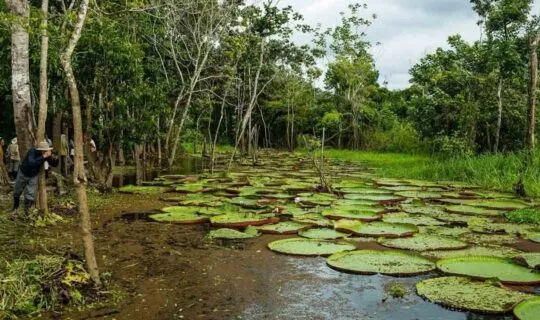 Amazon Rainforest lilies