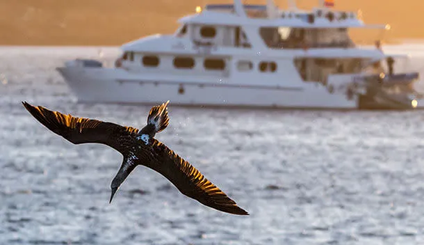 bird diving in front of a galapagos cruise
