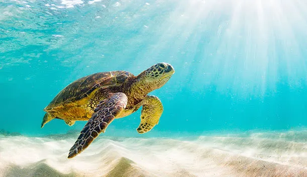 sea turtle swimming near the ocean floor