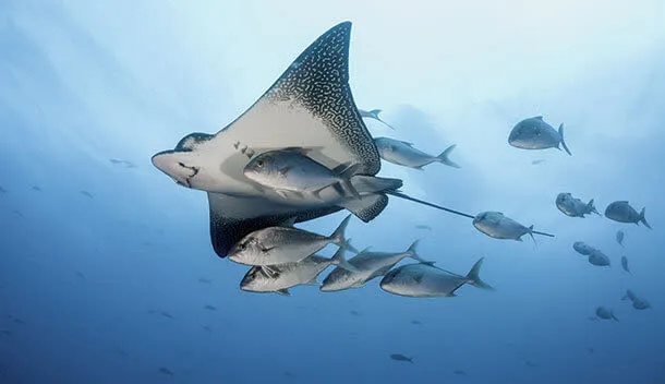 sting rays swimming