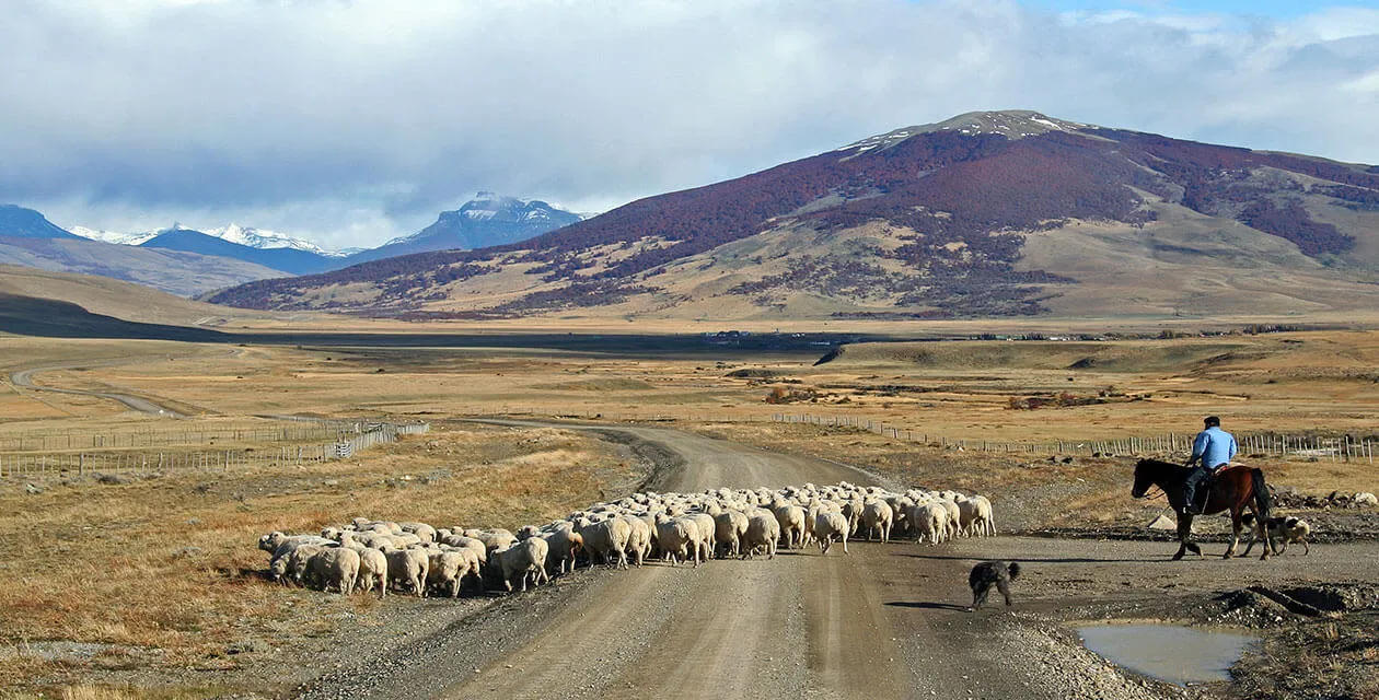 Gaucho at estancia herding sheep